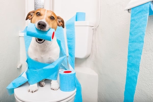 Dog sitting on toilet holding roll of toilet paper in mouth