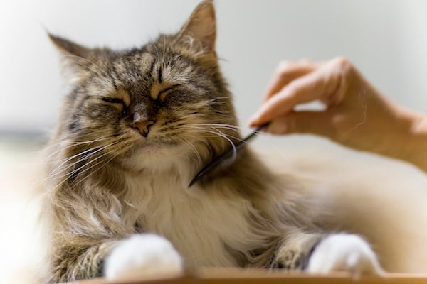 A cat laying patiently, being combed