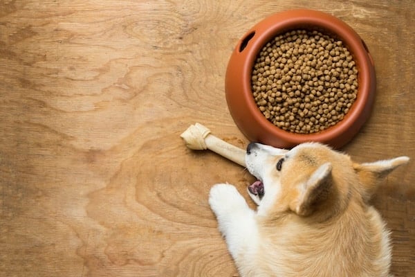 A corgi puppy chewing a dog bone besides a bowl of kibble food