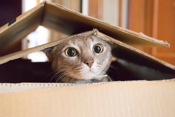 Cat peering out of box