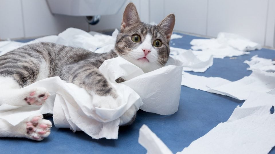gray tabby cat on bathroom floor with unspooled toilet paper