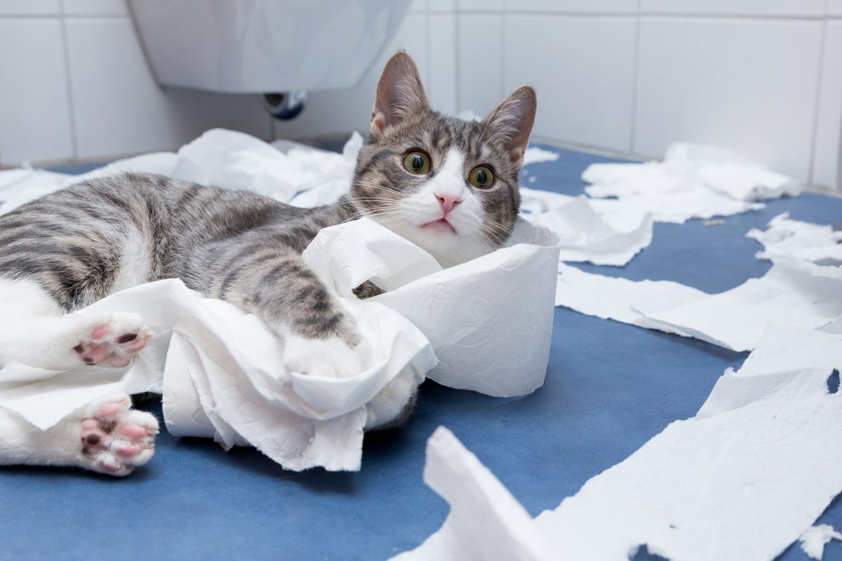 No, Really, Why Do Cats Follow You Into the Bathroom?