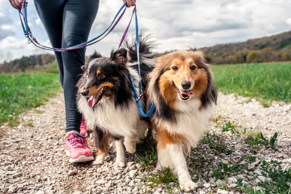 a woman in jeans and sneakers walks two Collies on leash