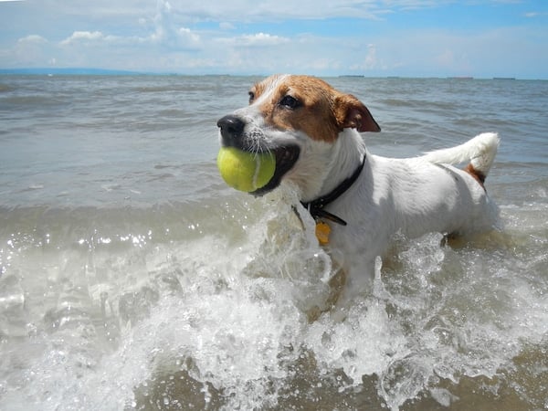 Dog splashes in waves with tennis ball in mouth