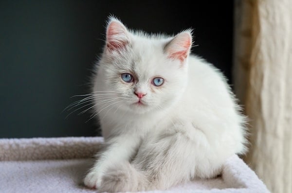 A Short-haired Minuet cat (as known as the Napoleon)