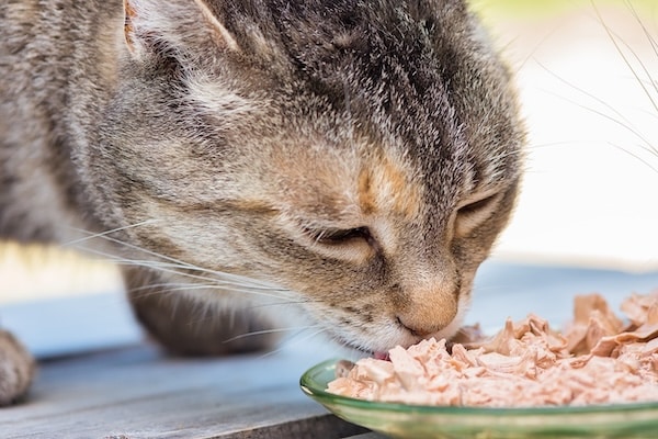 Close up of cats face eating canned food from a green plate