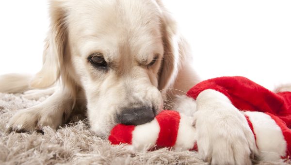 A Golden Retriever playing with his Christmas toys
