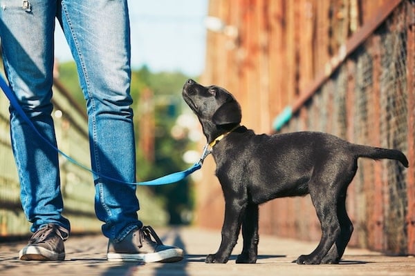 Black Lab puppy looking up at man holding leash on city sidewalk
