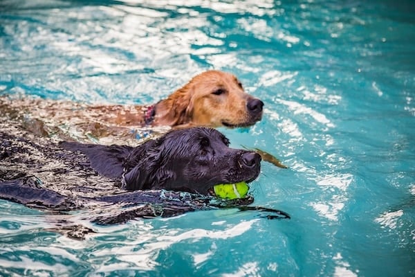 A black lab and puppy golden retriever having fun playing fetch in their pool