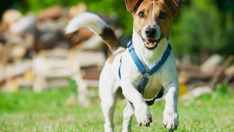 Terrier wearing blue harness runs across grassy field