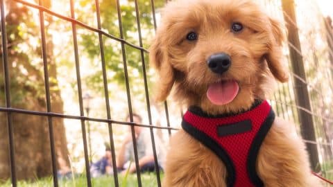 miniature goldendoodle puppy on a leash and harness sitting in a park, New York City.