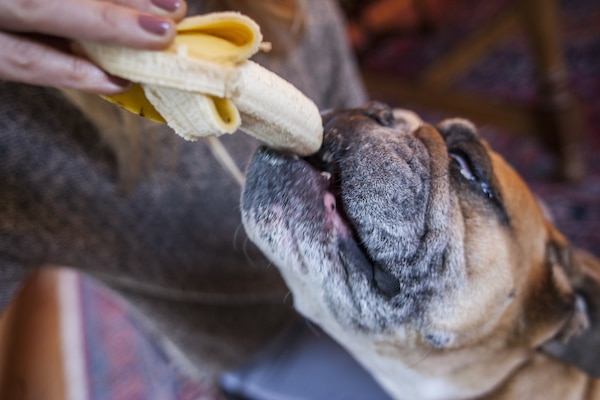 English bulldog eating a banana