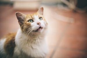 a cat looking up and vocalizing