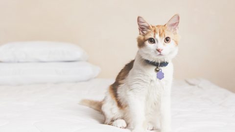 cute orange and white cat sitting on a bed