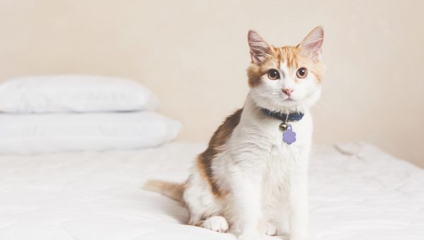 cute orange and white cat sitting on a bed