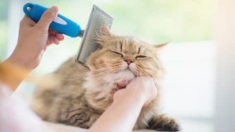 Woman brushing a Persian cat