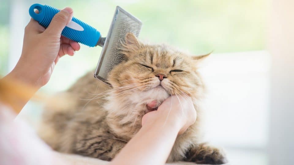 8 Best Cat Brushes and Combs for Grooming. Plus Expert Tips