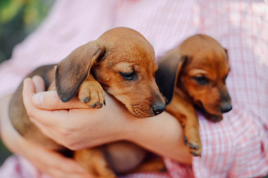 Woman holding puppy Dachshunds