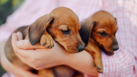 Woman holding puppy Dachshunds