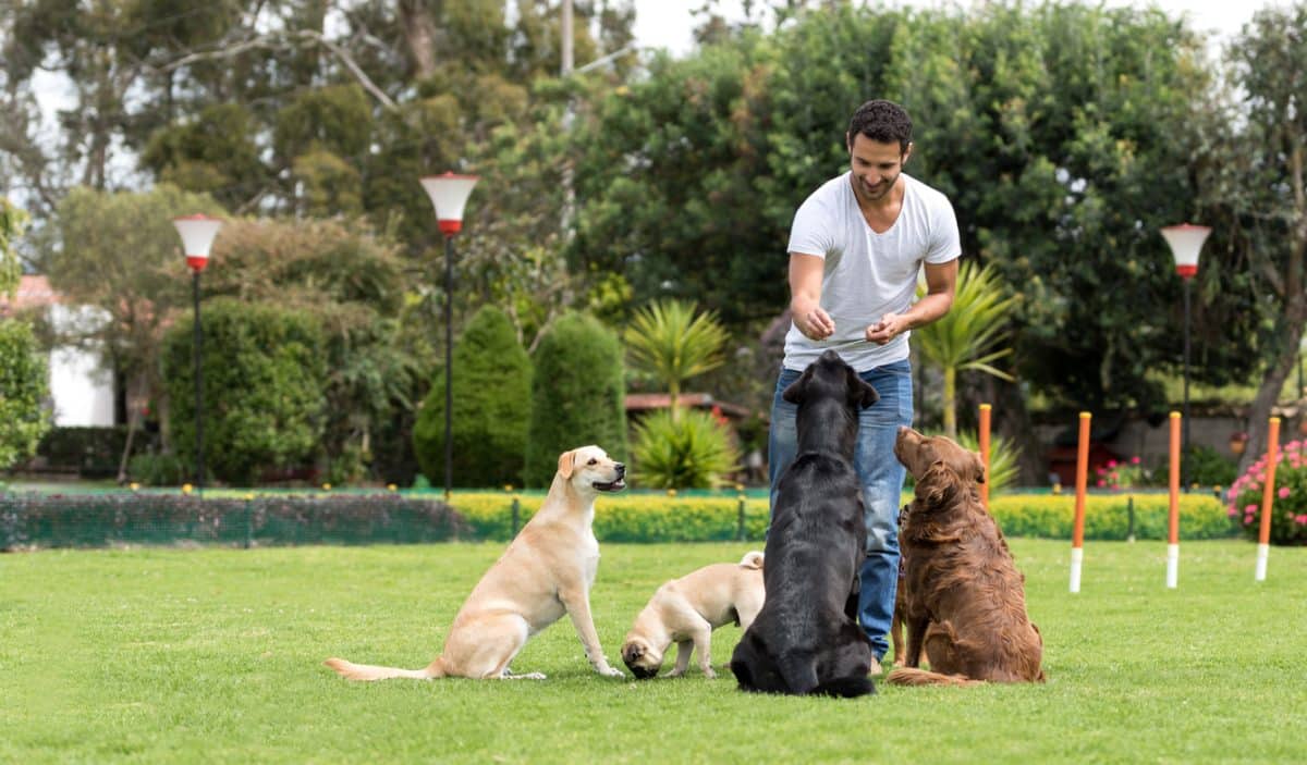 Happy man training dogs at the park and giving them treats