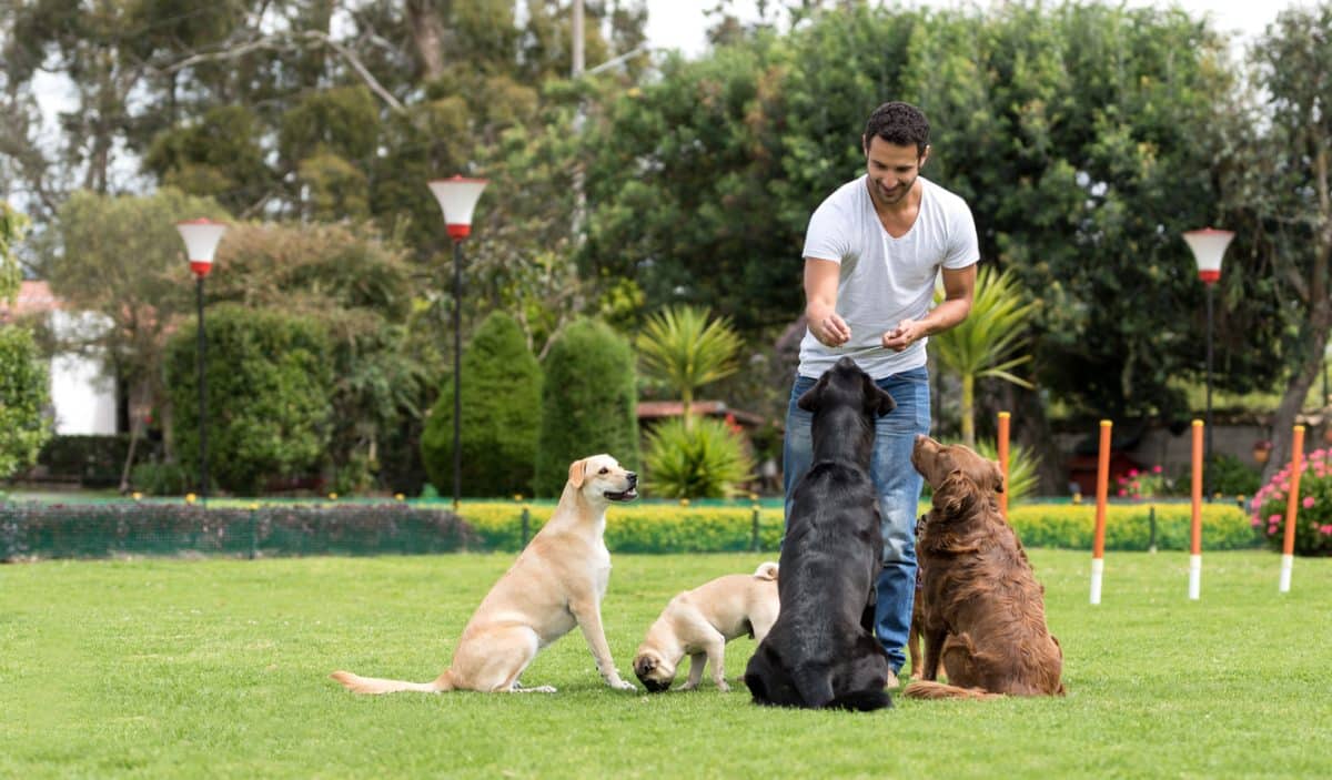 How To Use Positive Reinforcement To Train Your Dog How To Use Positive Reinforcement To Train Your Dog