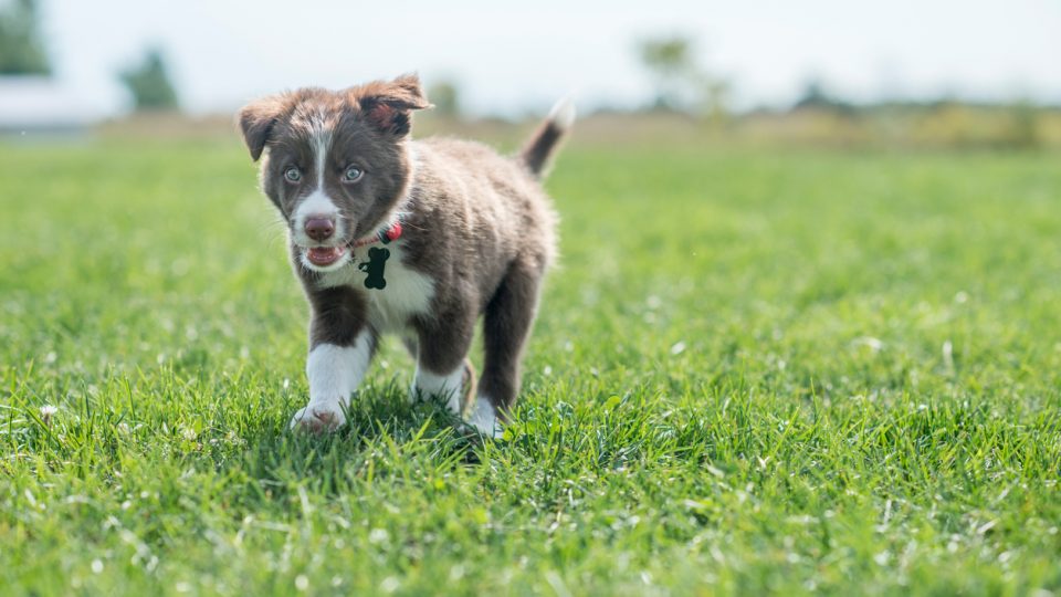 a Border Collie puppy frolics in a field