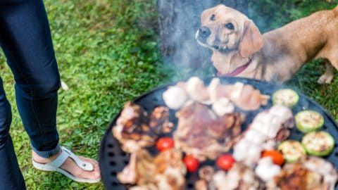 Dog standing close to barbecue and looking up to owner