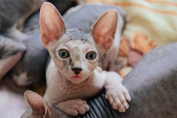 Sphinx cat lying with his brothers and relaxing
