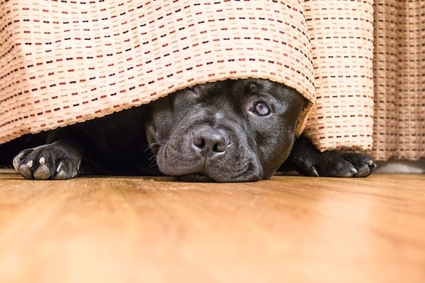 Worried dog looks out from beneath tablecloth