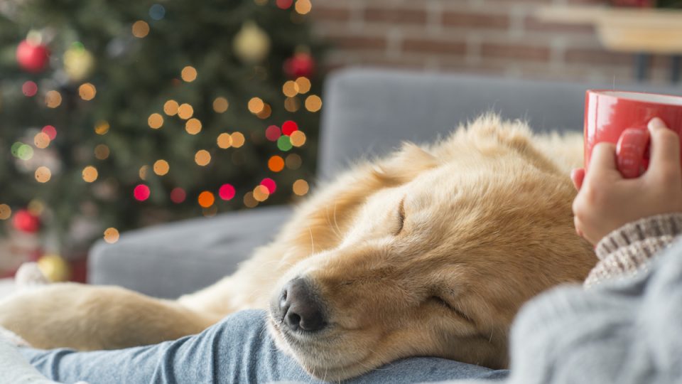 dog experience gifts