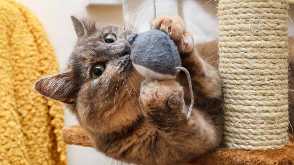 Cat playing with a toy mouse on a cat scratch stand