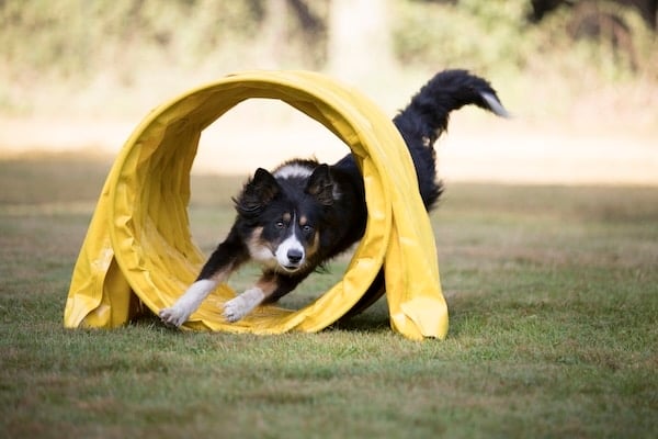 Border Collie running through agility tunnel