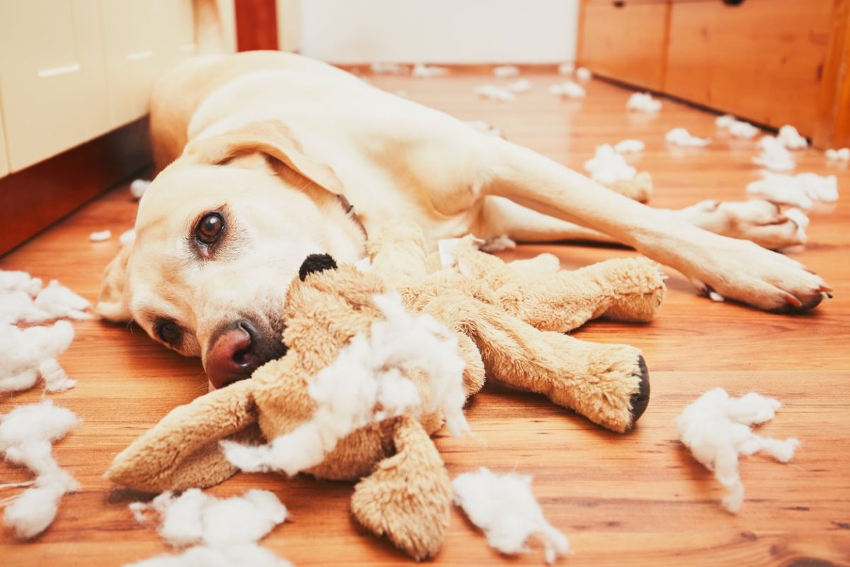 Dog left home alone destroyed a plush toy out of boredom and anxiety