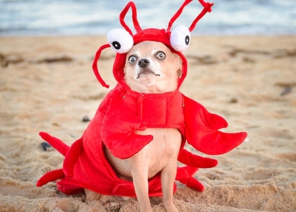 A Chihuahua dressed as a lobster at the beach