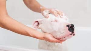 A dogo argentino getting a bubble bath