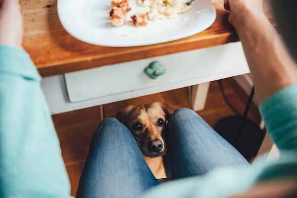 Perro que mira desde debajo de la mesa a su dueño mientras este come