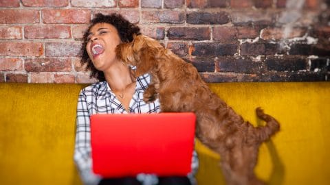 young Black woman works at her laptop, sitting on couch while her pet dog licks her face