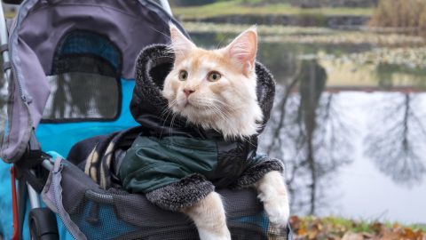 Cat in stroller by pond