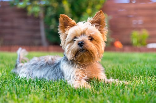 Yorkie sitting in grassy yard