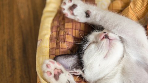 Cat stretching out in bed