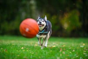 Husky chases a basketball in grassy field