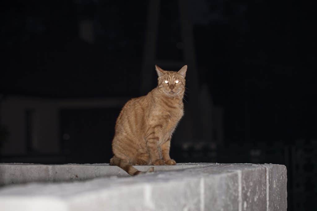 ginger cat sitting on a fence at night