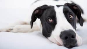 Great Dane laying down and looking at camera