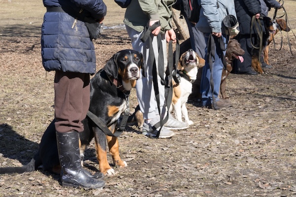 Dogs lined up outdoors in a training class