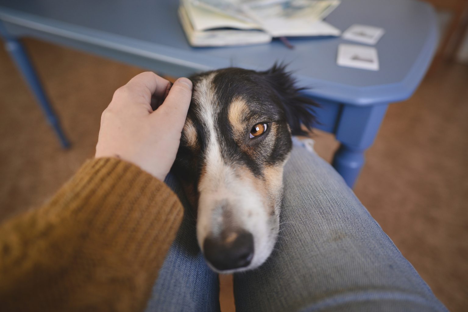 Why Do Dogs Smell Your Crotch Causes & Training Tips