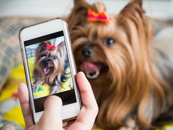 A woman's hand holds a smartphone and takes a picture of a little dog