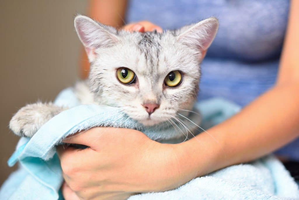 Woman holding a cat in a towel on her lap