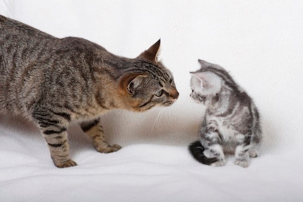 Big cat sniffing little cat curiously