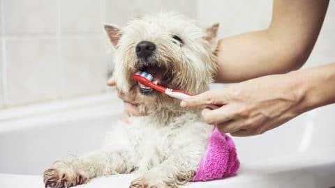Dog in bathtub with pink towel having teeth brushed