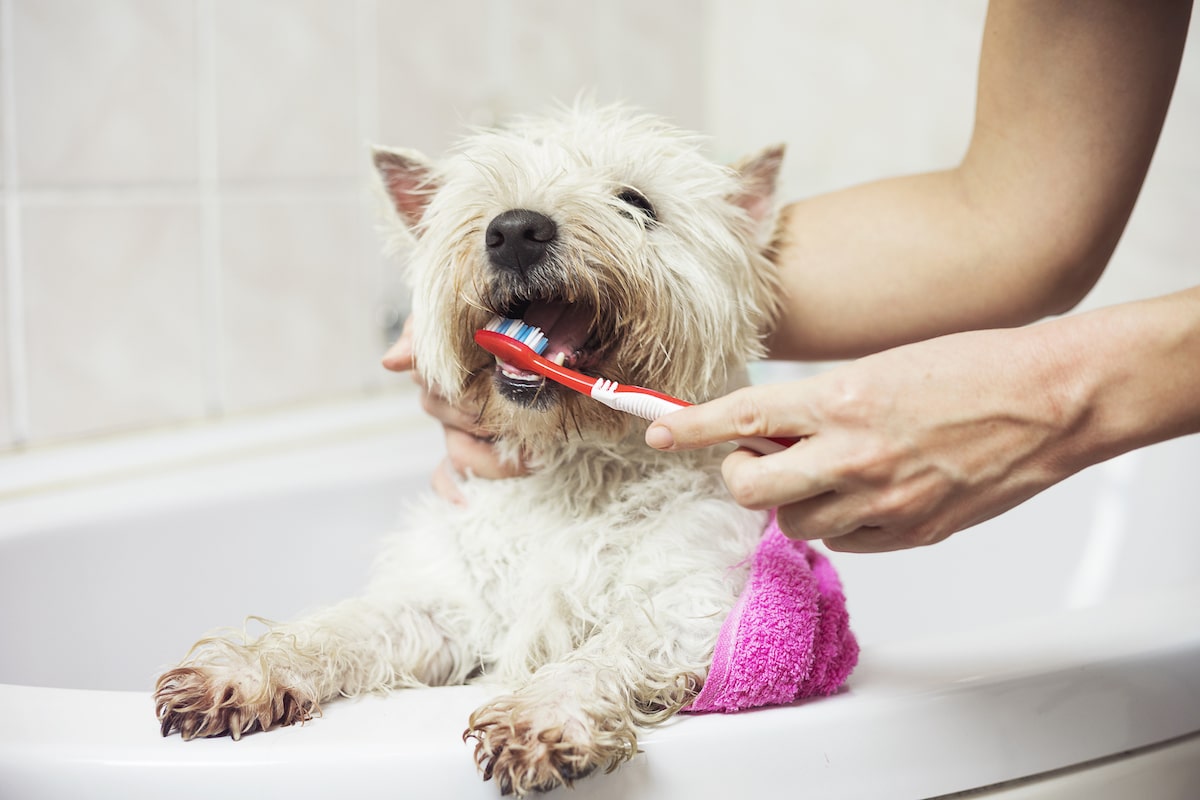 How To Fix Dog Bad Breath 3 Clever Products To Clean a Pup's Teeth